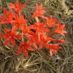 Cyrtanthus elatus — Vallota