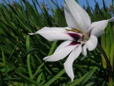 Gladiolus callianthus ssp. murielae