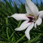Gladiolus callianthus ssp. murielae