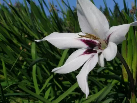 Gladiolus callianthus ssp. murielae