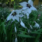 Gladiolus callianthus ssp. murielae — Acidanthera