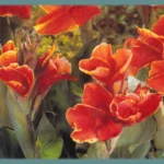 Canna Indica hybrides Rosemond Cole »