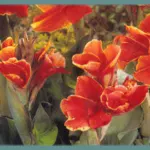 Canna Indica hybrides Rosemond Cole »