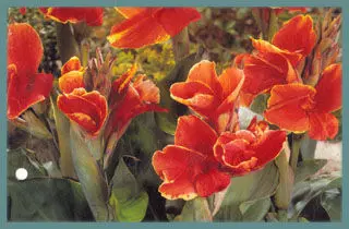 Canna Indica hybrides Rosemond Cole »