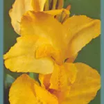 Canna Indica hybrides Rosemond Cole » — photo 2