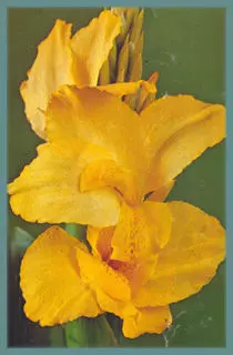 Canna Indica hybrides En Avant »