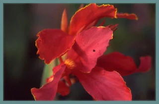 Canna Indica hybrides Président »