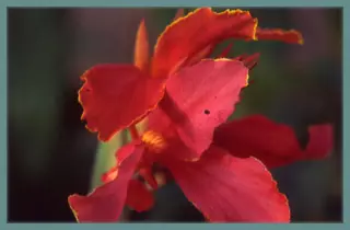 Canna Indica hybrides Président »