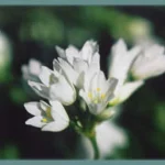 Allium zebdanense