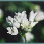 Allium zebdanense