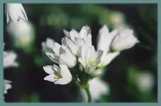 Allium zebdanense