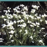 Allium zebdanense — allium