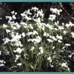 Allium zebdanense — allium