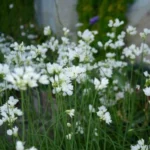 Allium zebdanense — zebdanense