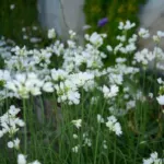 Allium zebdanense — zebdanense