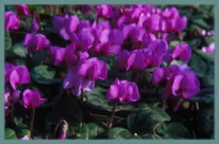 Cyclamen coum rose