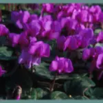 Cyclamen coum rose — photo 4
