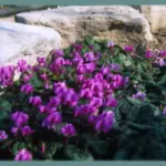 Cyclamen coum rose — photo 5