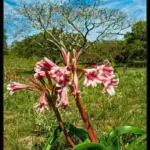 Crinum delagoense