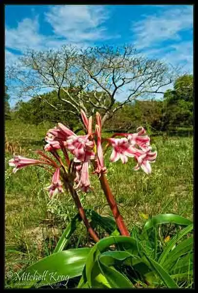 Crinum delagoense