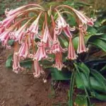 Crinum delagoense — Crinum