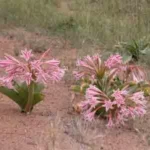 Crinum delagoense — bulbispermum