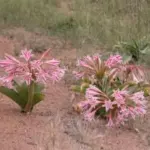 Crinum delagoense — bulbispermum