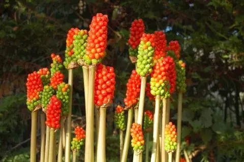 Arum italicum