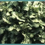 Arum italicum Marmoratum