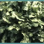 Arum italicum Marmoratum