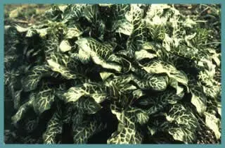 Arum italicum Marmoratum