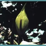 Arum italicum Marmoratum — Arum