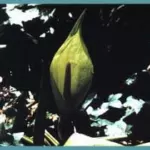 Arum italicum Marmoratum — Arum
