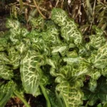 Arum italicum Marmoratum — italicum
