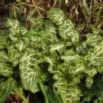 Arum italicum Marmoratum — italicum