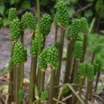 Arum italicum Marmoratum — pictum