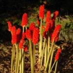 Arum italicum Marmoratum — marmoratum