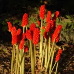 Arum italicum Marmoratum — marmoratum