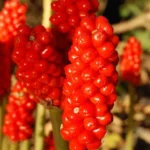 Arum italicum Marmoratum — photo 6