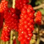 Arum italicum Marmoratum — photo 6