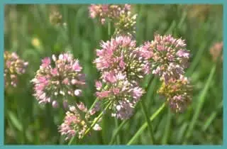 Allium senescens ssp. senescens