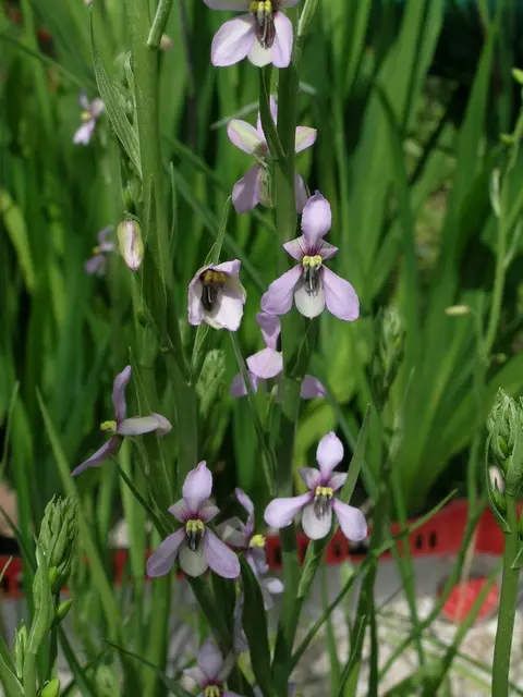 Cyanella orchidiformis