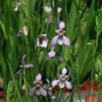 Cyanella orchidiformis