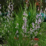 Cyanella orchidiformis — Cyanella