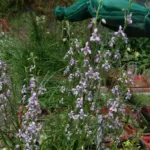 Cyanella orchidiformis — orchidiformis