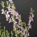 Cyanella orchidiformis — photo 4