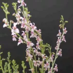 Cyanella orchidiformis — photo 4