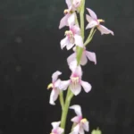 Cyanella orchidiformis — photo 5