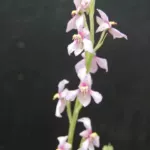 Cyanella orchidiformis — photo 5