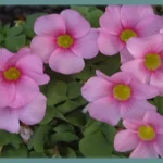 Oxalis purpurea
